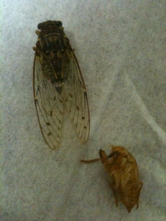 image-20110821194704.png